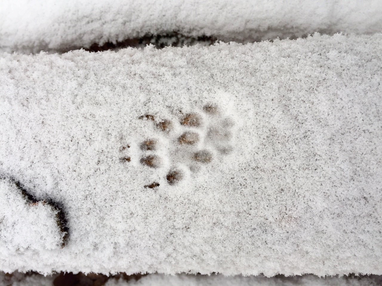 KatzeKrallenSchnee